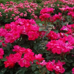 Knock Out® Rose -GREAT GARDEN PLANTS rose knock out 3