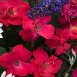 Knock Out® Rose -GREAT GARDEN PLANTS rose knock out 4