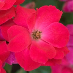 Knock Out® Rose -GREAT GARDEN PLANTS rose knock out 5