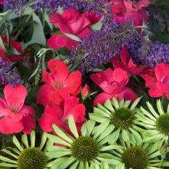 Knock Out® Rose -GREAT GARDEN PLANTS rose knock out 7