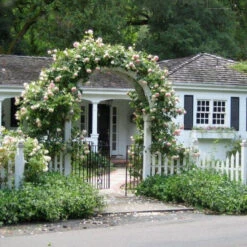 Climbing Rose Collection -GREAT GARDEN PLANTS rose new dawn 2 5c48738e b34f 4e7e 804a 08129c8e8c0c