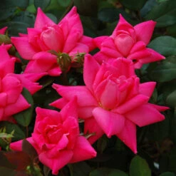 Pink Double Knock Out® Rose -GREAT GARDEN PLANTS rose pink double knock out 3