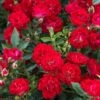 Red Drift® Rose