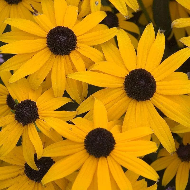 'Goldsturm' Black-Eyed Susan (Rudbeckia) 2 'Goldsturm' Black-Eyed Susan (Rudbeckia) - Image 2