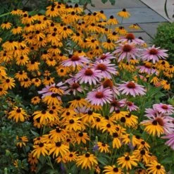 'Goldsturm' Black-Eyed Susan (Rudbeckia) 8 'Goldsturm' Black-Eyed Susan (Rudbeckia) -GREAT GARDEN PLANTS rudbeckia goldsturm black eyed susan 3 sw