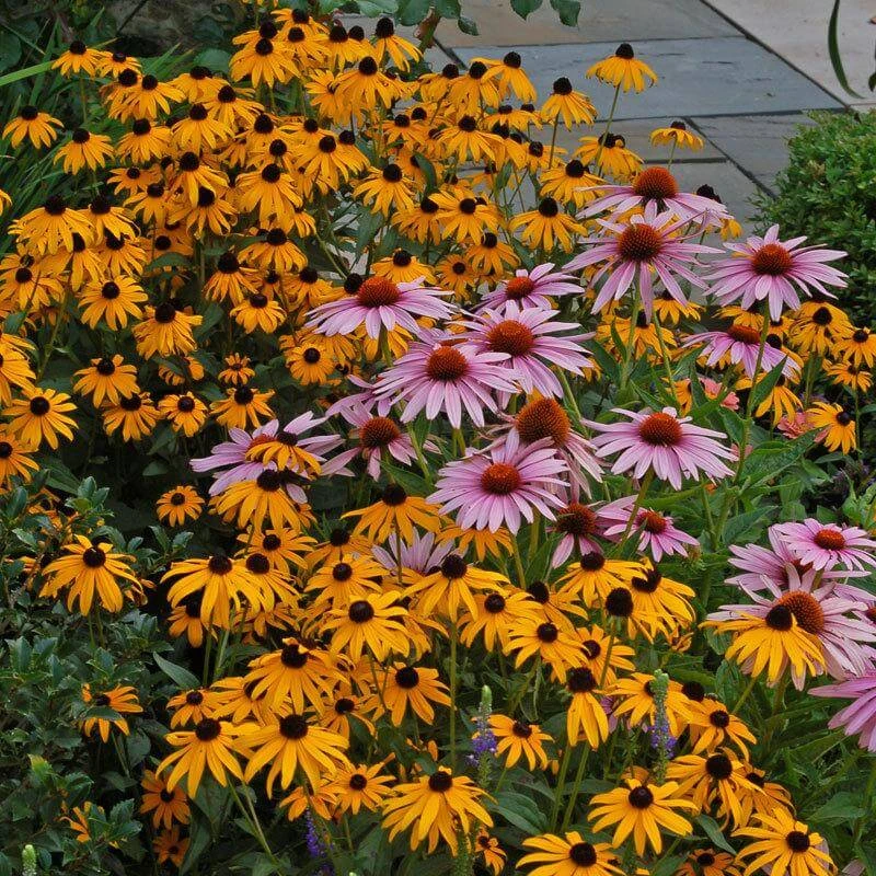'Goldsturm' Black-Eyed Susan (Rudbeckia) 4 'Goldsturm' Black-Eyed Susan (Rudbeckia) - Image 4