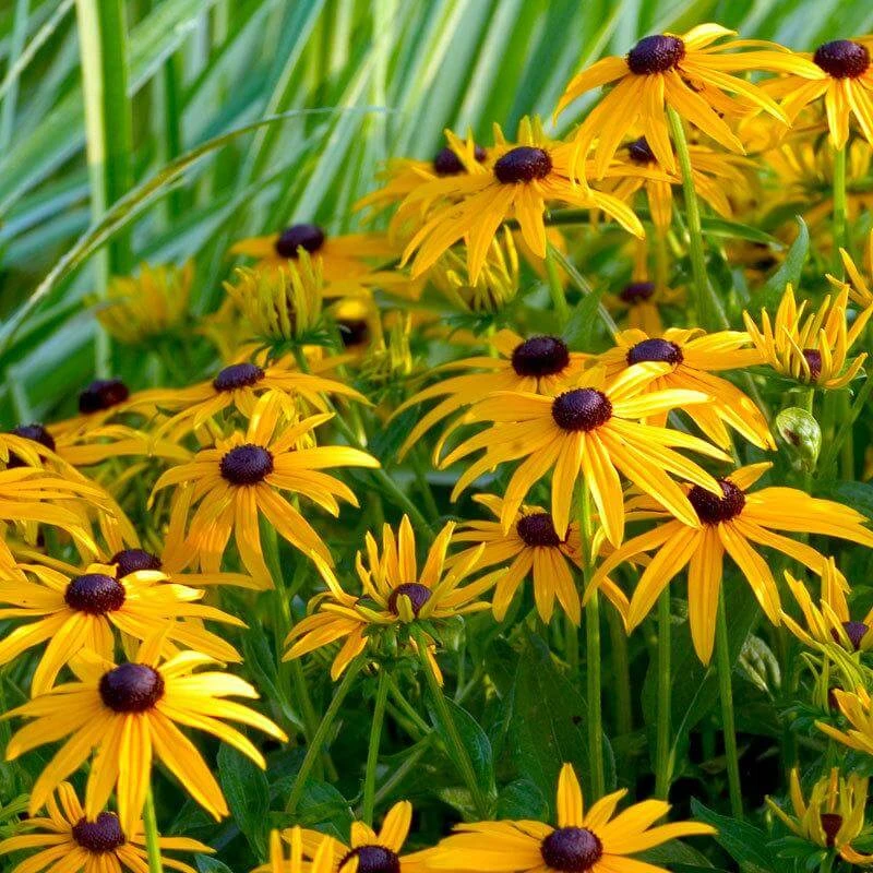 'Goldsturm' Black-Eyed Susan (Rudbeckia) 1 'Goldsturm' Black-Eyed Susan (Rudbeckia)
