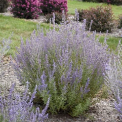 'Sage Advice' Russian Sage 6 'Sage Advice' Russian Sage -GREAT GARDEN PLANTS sage advice russian sage 2