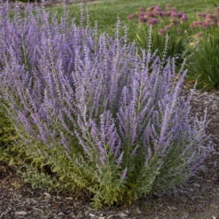 'Sage Advice' Russian Sage