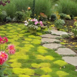 Irish Moss - Yellow 7 Irish Moss - Yellow -GREAT GARDEN PLANTS sagina subulata aurea scotch moss 4