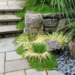 Irish Moss -GREAT GARDEN PLANTS sagina subulata irish moss 3