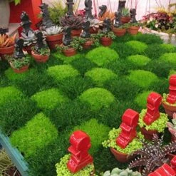 Irish Moss -GREAT GARDEN PLANTS sagina subulata irish moss 4