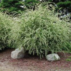 'Hakuro Nishiki' Dappled Willow -GREAT GARDEN PLANTS salix integra hakuro nishiki willow 3 sw