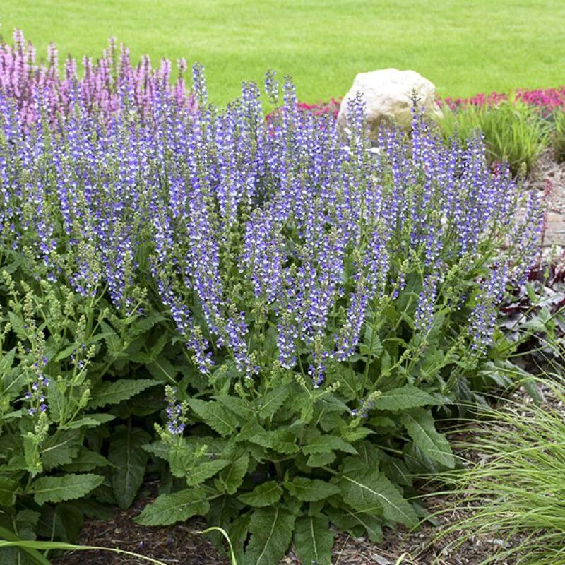 Color Spires® 'Azure Snow' Salvia 2 Color Spires® 'Azure Snow' Salvia - Image 2
