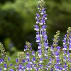Color Spires® 'Azure Snow' Salvia 9 Color Spires® 'Azure Snow' Salvia -GREAT GARDEN PLANTS salvia azure snow 2 sw