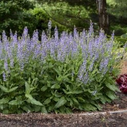 Color Spires® 'Azure Snow' Salvia 10 Color Spires® 'Azure Snow' Salvia -GREAT GARDEN PLANTS salvia azure snow 3 sw