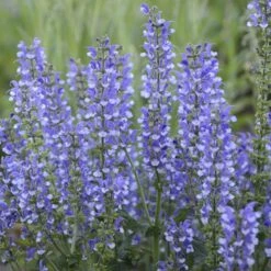 Color Spires® 'Azure Snow' Salvia 11 Color Spires® 'Azure Snow' Salvia -GREAT GARDEN PLANTS salvia azure snow 4 sw