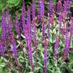 'Caradonna' Salvia -GREAT GARDEN PLANTS salvia caradonna 2