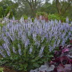 Color Spires® 'Crystal Blue' Salvia -GREAT GARDEN PLANTS salvia crystal blue 2 sw