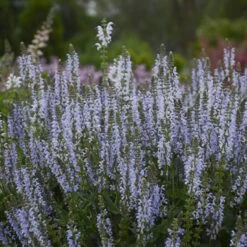 Color Spires® 'Crystal Blue' Salvia -GREAT GARDEN PLANTS salvia crystal blue 3 sw