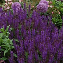 Bee Dazzled Pollinator Collection -GREAT GARDEN PLANTS salvia may night 2 2e14355a 8c87 4c1a b2c4 614102b011f3