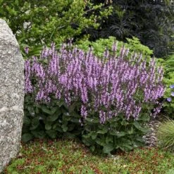 Color Spires® 'Pink Dawn' Salvia -GREAT GARDEN PLANTS salvia pink dawn 1 sw