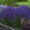 Color Spires® 'Violet Riot' Salvia