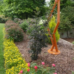 Laced Up® Elderberry -GREAT GARDEN PLANTS sambucus laced up 4