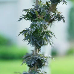 Laced Up® Elderberry -GREAT GARDEN PLANTS sambucus laced up 5