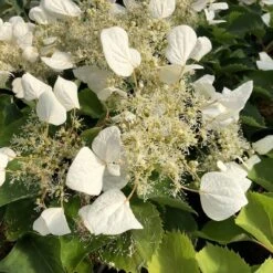 Flirty Girl™ False Hydrangea Vine -GREAT GARDEN PLANTS schizophragma flirty girl 1 sw