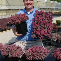 Sunsparkler® 'Blue Elf' Sedoro -GREAT GARDEN PLANTS sedoro blue elf sedum 3