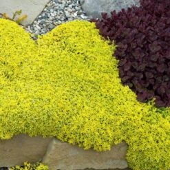 Golden Stonecrop -GREAT GARDEN PLANTS sedum acre aureum 2 sw