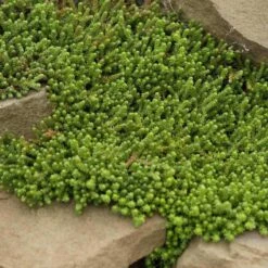 Golden Stonecrop -GREAT GARDEN PLANTS sedum acre aureum 4 sw