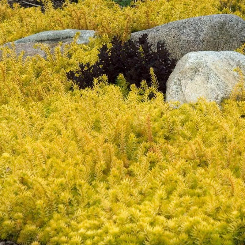 'Angelina' Stonecrop 1 'Angelina' Stonecrop