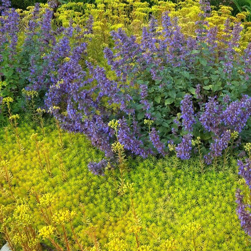 'Angelina' Stonecrop 3 'Angelina' Stonecrop - Image 3