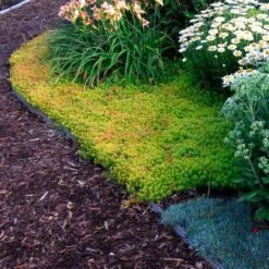 'Angelina' Stonecrop 8 'Angelina' Stonecrop -GREAT GARDEN PLANTS sedum angelina 4 c1960bac f9a2 498d b839 bdc91bfcdf90 sw