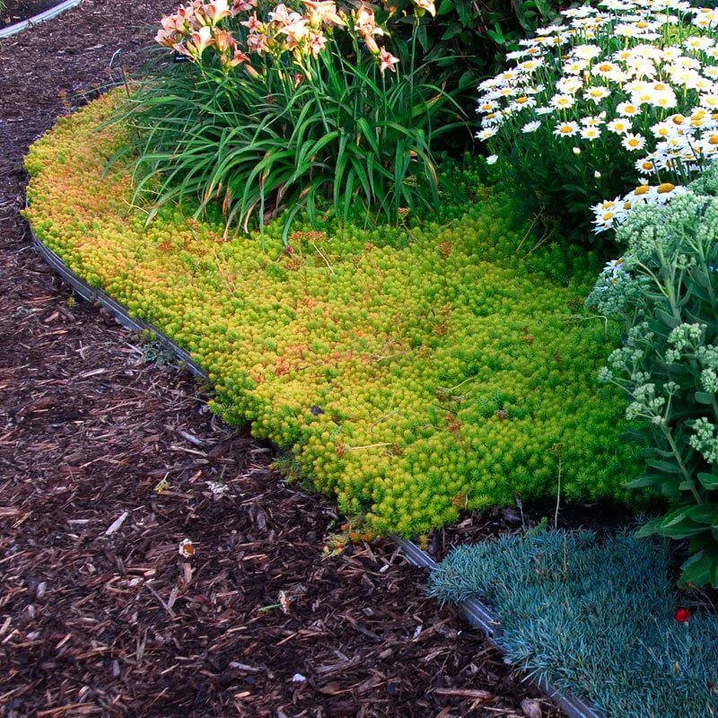 'Angelina' Stonecrop 4 'Angelina' Stonecrop - Image 4