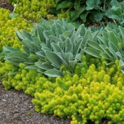 'Angelina' Stonecrop 9 'Angelina' Stonecrop -GREAT GARDEN PLANTS sedum angelina 6 bd4c972d 7594 4131 aed1 4806fee7312b sw