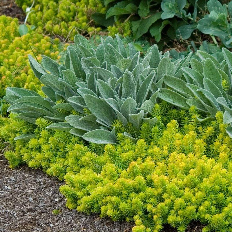 'Angelina' Stonecrop 5 'Angelina' Stonecrop - Image 5