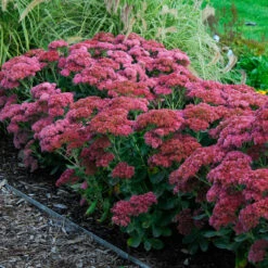 Butterfly Garden Collection -GREAT GARDEN PLANTS sedum autumn joy 3