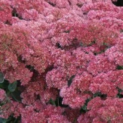 'Autumn Joy' Stonecrop -GREAT GARDEN PLANTS sedum autumn joy 5 897b38ab 3ac0 4b4c 9b48 20f691cba69b sw