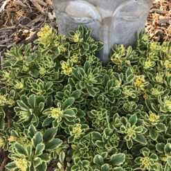 Rock 'N Low® 'Boogie Woogie' Stonecrop -GREAT GARDEN PLANTS sedum boogie woogie 2