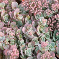 Succulent Ground Cover Collection -GREAT GARDEN PLANTS sedum cauticola lidakense 1 63b063a7 3f2a 492e bc5c d5b12f64e4e7