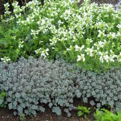 'Lidakense' Stonecrop -GREAT GARDEN PLANTS sedum cauticola lidakense 4 sw