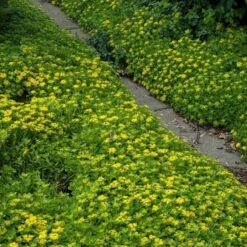 Japanese Stonecrop (Sedum Ellacombianum) -GREAT GARDEN PLANTS sedum ellacombianum 4 sw