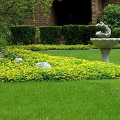 Japanese Stonecrop (Sedum Ellacombianum) -GREAT GARDEN PLANTS sedum ellacombianum 5 sw