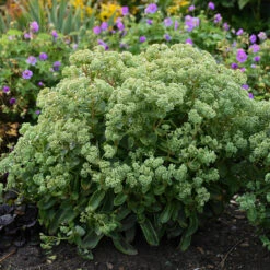 Rock 'N Grow® 'Lemonjade' Stonecrop -GREAT GARDEN PLANTS sedum lemon jade 3