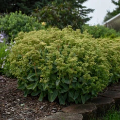 Rock 'N Grow® 'Lemonjade' Stonecrop -GREAT GARDEN PLANTS sedum lemon jade 4