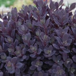 SunsparklerĀ® 'Plum Dazzled' Stonecrop
