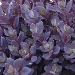 Succulent Ground Cover Collection -GREAT GARDEN PLANTS sedum plum dazzled 3 410c15ec d900 499d b6a2 76de782414ab